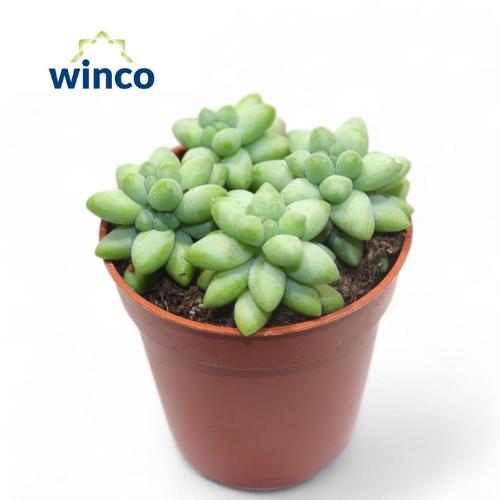 Sedum burrito