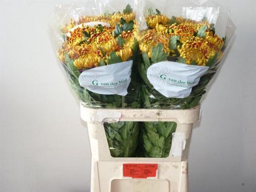 Chrysanthemum Indicum Grp geplozen kas 'Fuego'