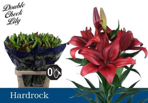 Lilium (LA-hybrids Grp) 'Hardrock'