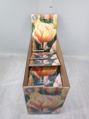 Tulipa (bol)