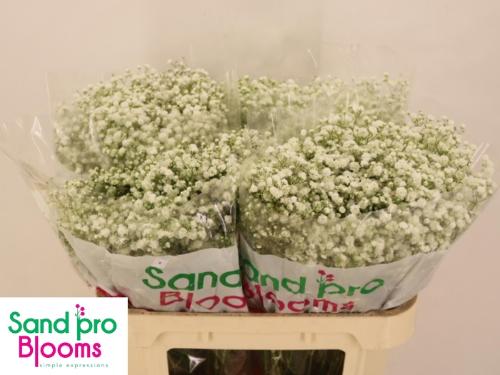 Gypsophila paniculata Xlence