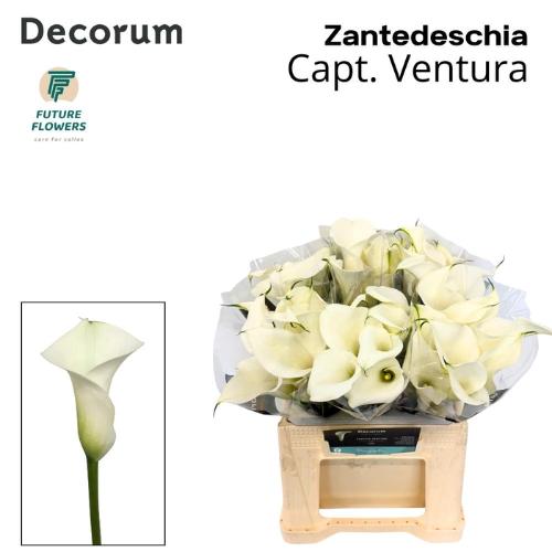 Zantedeschia 'Captain Ventura'