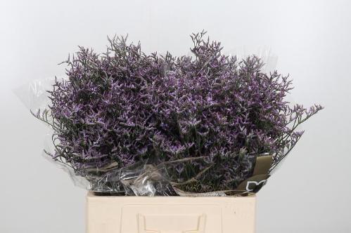 Limonium Safora Pink Sky