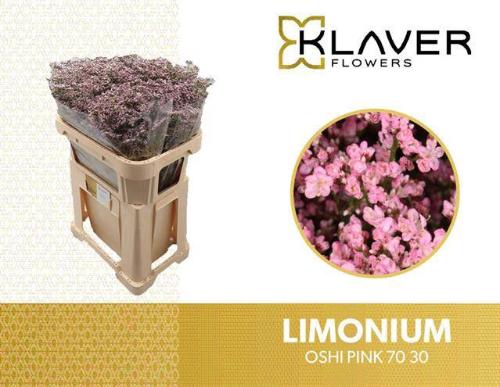 Limonium Safora Oshi Pink