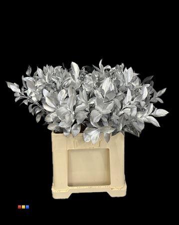 Ruscus kleurbehandeld H%