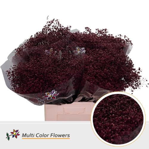 Gypsophila overig kleurbehandeld H%