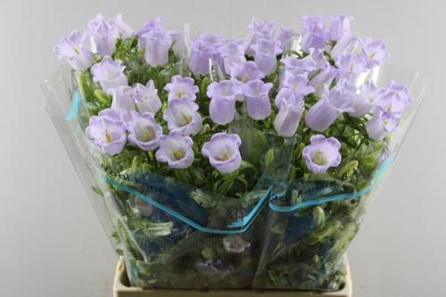 Campanula medium 'Champion Lavender'