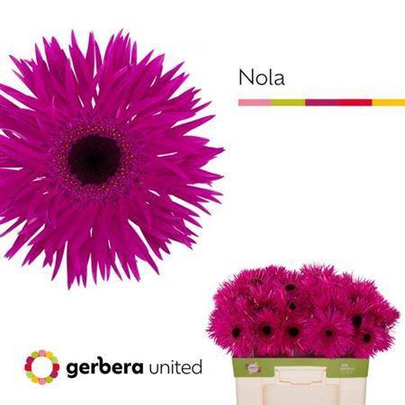 Gerbera grootbloemig spinvormig Spider Nola