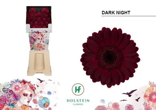 Gerbera mini 'Dark Night'