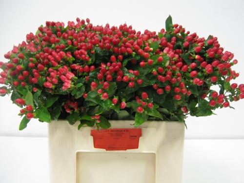 Hypericum x inodorum Magical Hotshot
