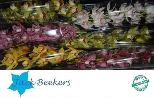 Cymbidium grootbloemig per tak gemengd