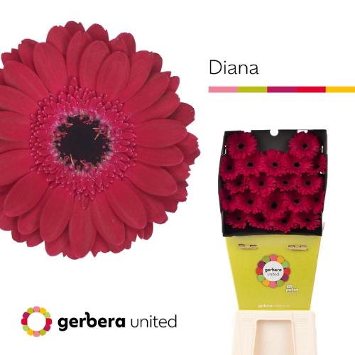 Gerbera mini Diana
