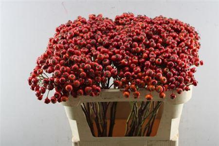 Rosa (Shrub Grp) Red Hooijdonk 2.0