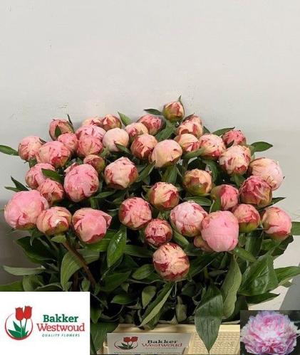 Paeonia Lactiflora Grp 'Sarah Bernhardt'