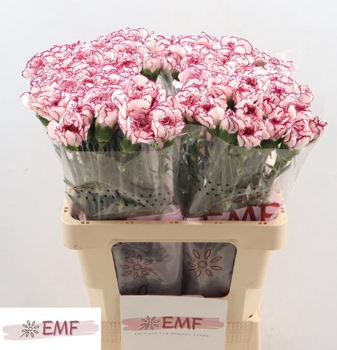 Dianthus standaard Damascus