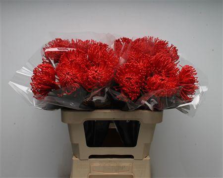 Leucospermum cordifolium overig
