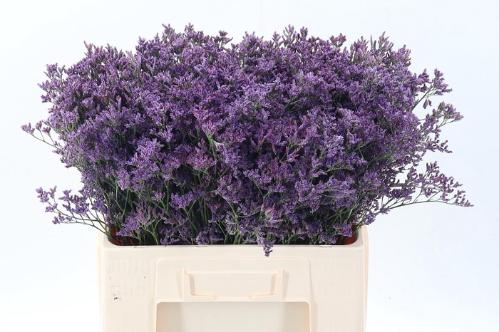 Limonium Piuma Dark Blue