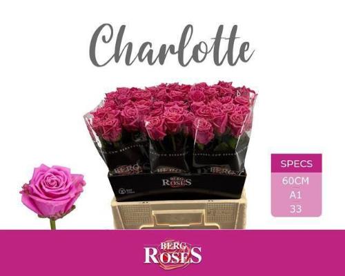 Rosa grootbloemig Tantau’s Charlotte