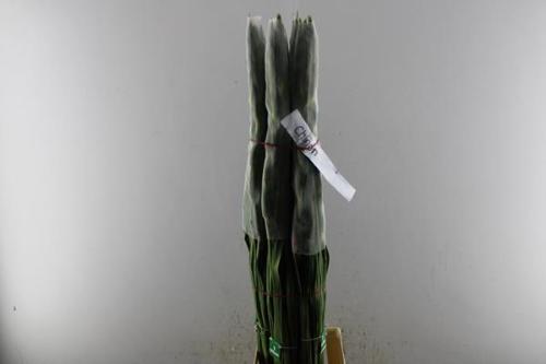 Gladiolus grootbloemig 'Chinon'