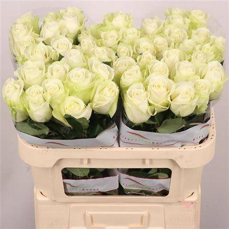 Rosa grootbloemig Snowstorm+