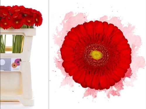 Gerbera grootbloemig 'Curry'