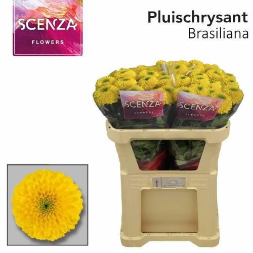 Chrysanthemum (Indicum Grp) geplozen Brasiliana