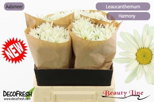 Leucanthemum (Superbum Grp) Harmony