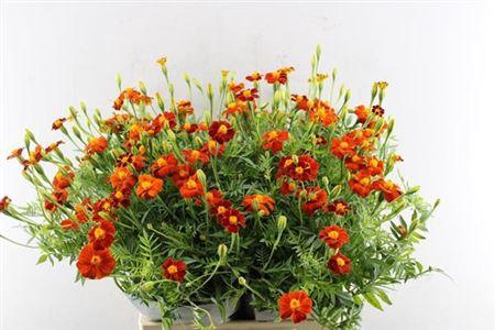 Tagetes overig
