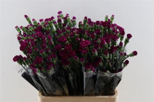 Dianthus tros overig