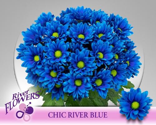 Chrysanthemum (Indicum Grp) tros Chic kleurbehandeld H%