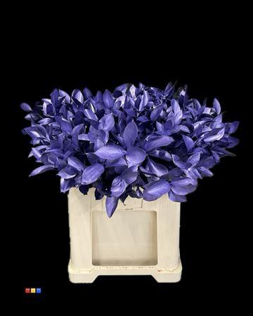 Ruscus kleurbehandeld H%