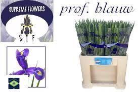 Iris (Hollandse Iris Grp) 'Prof. Blaauw'