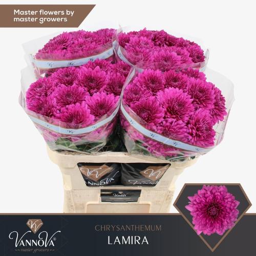 Chrysanthemum (Indicum Grp) geplozen Lamira