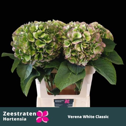 Hydrangea macrophylla Noordpool (classic)