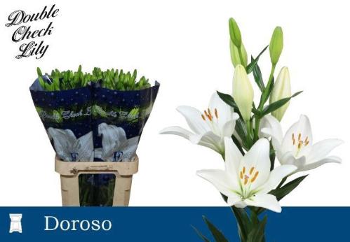Lilium (LA-hybrids Grp) 'Doroso'