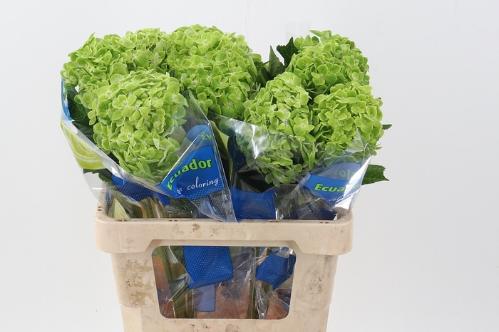 Hydrangea overig
