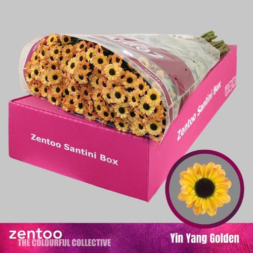 Chrysanthemum (Indicum Grp) tros santini Yin Yang Golden