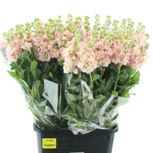 Matthiola incana 'Iron Apricot'