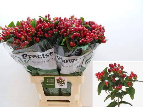 Hypericum inodorum Magical Triumph