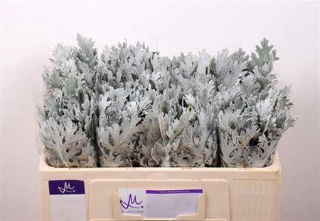Senecio cineraria 'Ovidius'