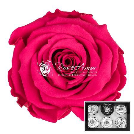 Rosa grootbloemig kleurbehandeld H%