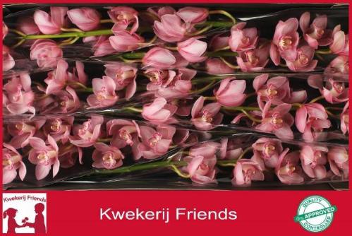 Cymbidium grootbloemig 'Belle Star'