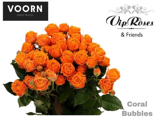 Rosa tros Coral Bubbles
