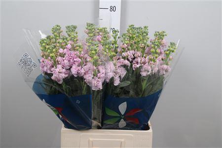 Matthiola incana 'Iron Cherry Blossom'