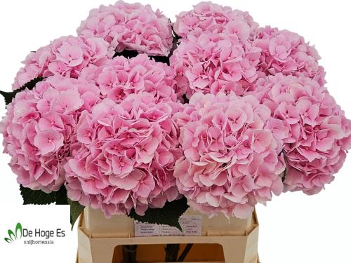Hydrangea macrophylla 'Verena'