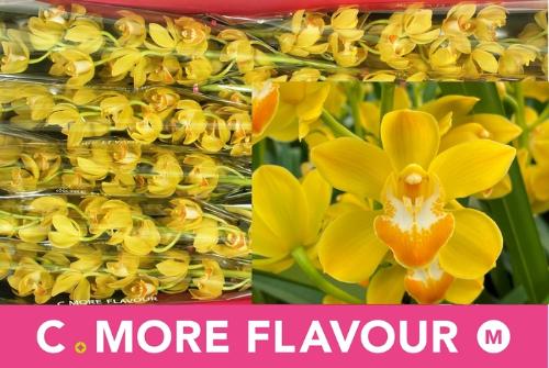 Cymbidium mini 'Lemon Curd'