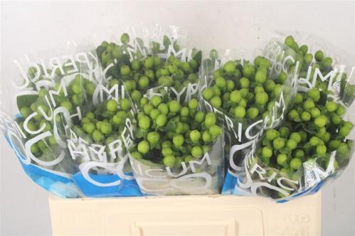 Hypericum Coco Bamboo