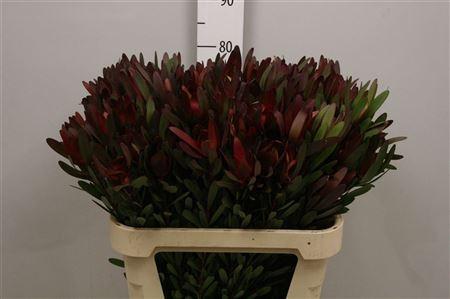 Leucadendron 'Safari Sunset'