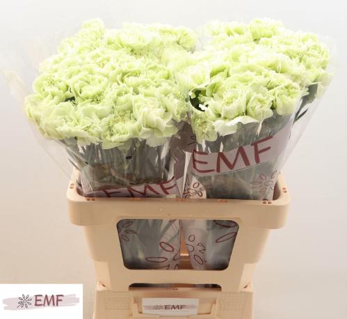 Dianthus standaard 'Prado Mint'