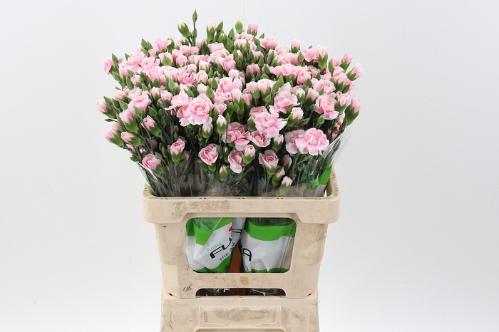 Dianthus tros overig